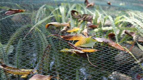Your Pond Water Is Green? Here’s How to Keep It Clear