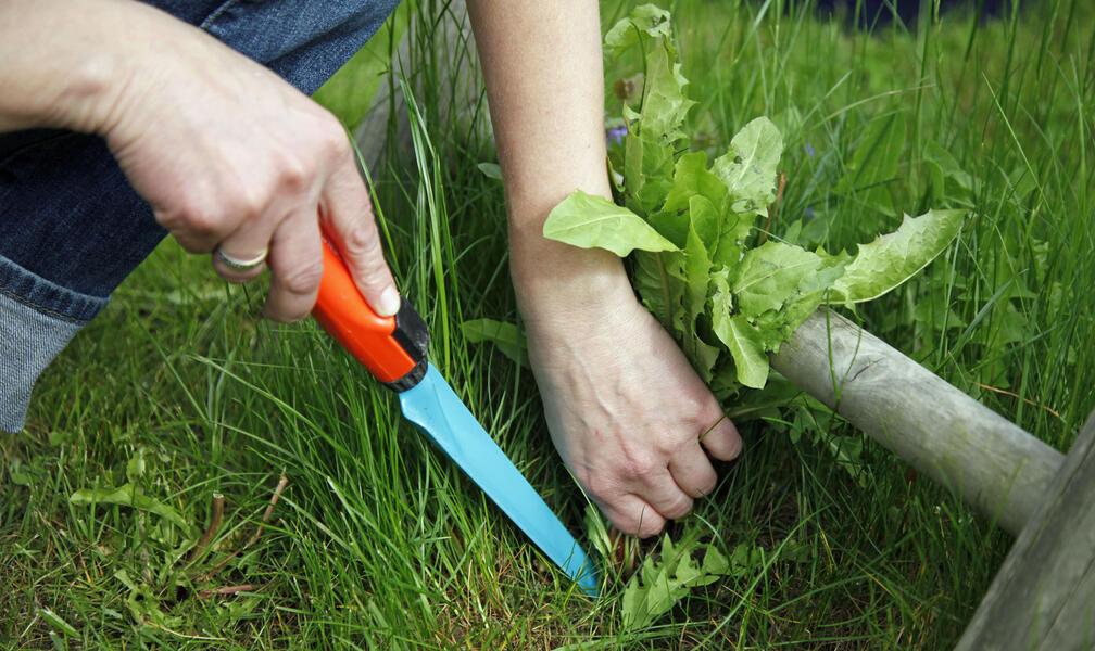 Removing Dandelions: The Best Tips