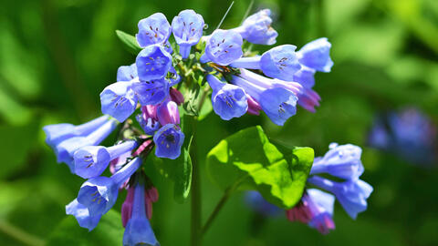 These 3 Flowering Perennials Are Real Insider Tips for April