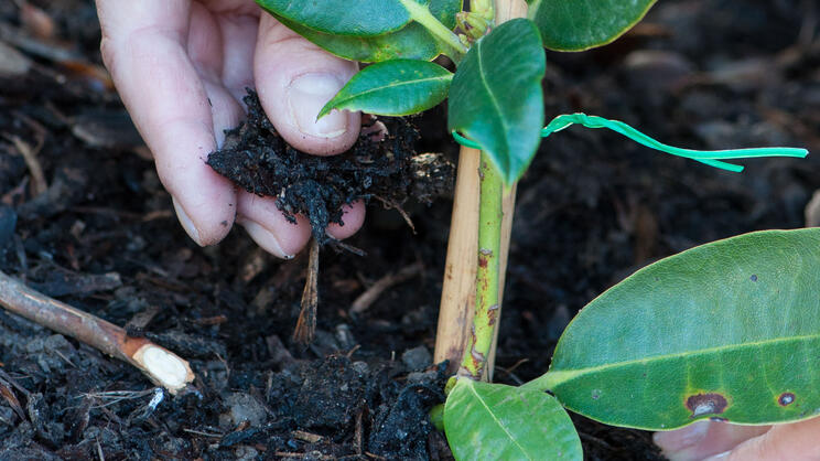 Propagating Rhododendrons by Layering