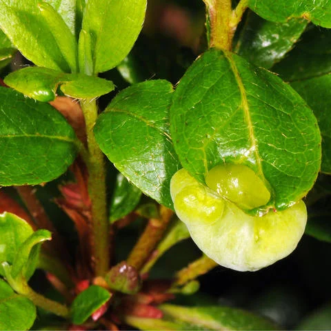 Rhododendron Diseases: How to Recognize and Treat Common Issues