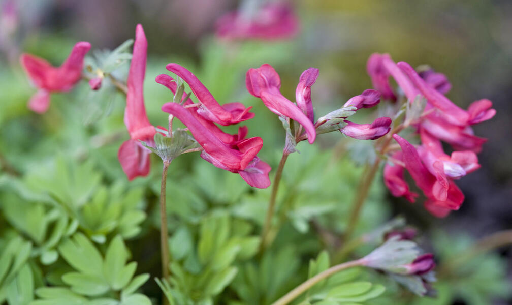 These 3 Flowering Perennials Are Real Insider Tips for April