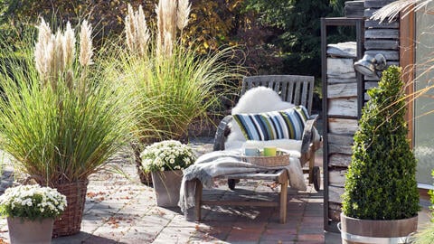 Fertilizing Pampas Grass: When, How, and With What?