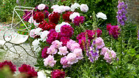 Caring for Peonies: 3 Common Mistakes