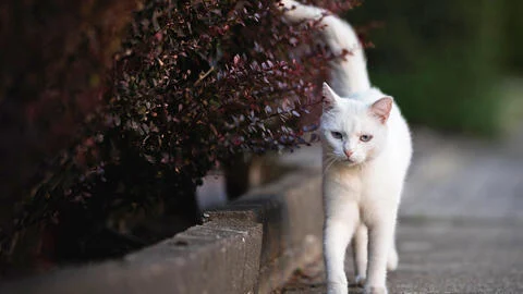 The Best Plants to Repel Cats