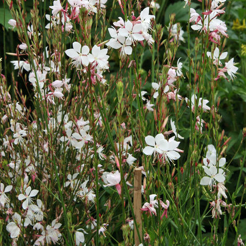 Top Long-Blooming Perennials for Stunning Flower Beds