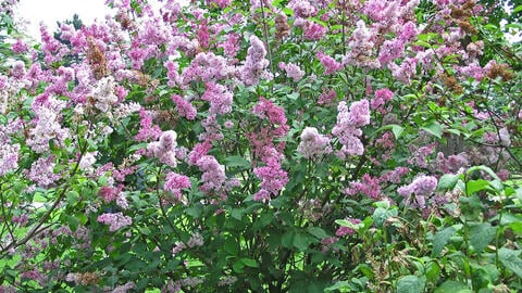 How to Propagate Lilacs Successfully