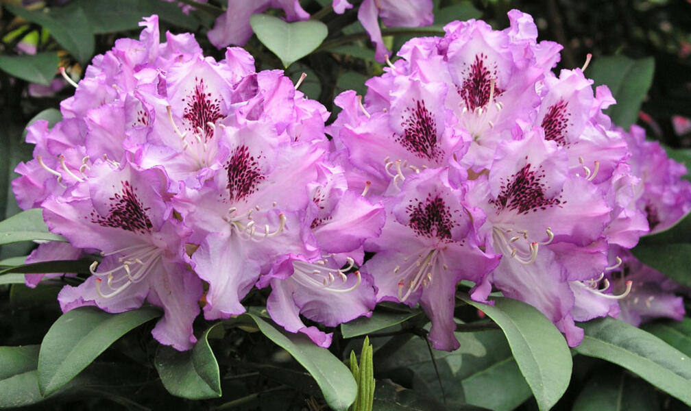 Propagating Rhododendrons by Layering