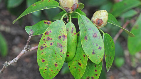 Rhododendron Diseases: How to Recognize and Treat Common Issues