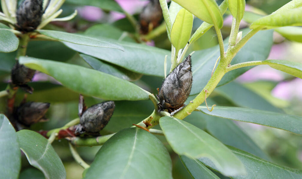 Rhododendron Diseases: How to Recognize and Treat Common Issues
