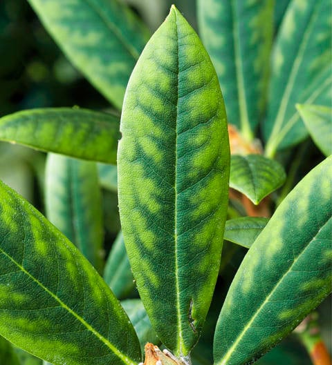Rhododendron Diseases: How to Recognize and Treat Common Issues