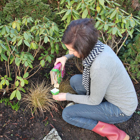 How to Fertilize Your Rhododendron: Tips for Healthy Blooms