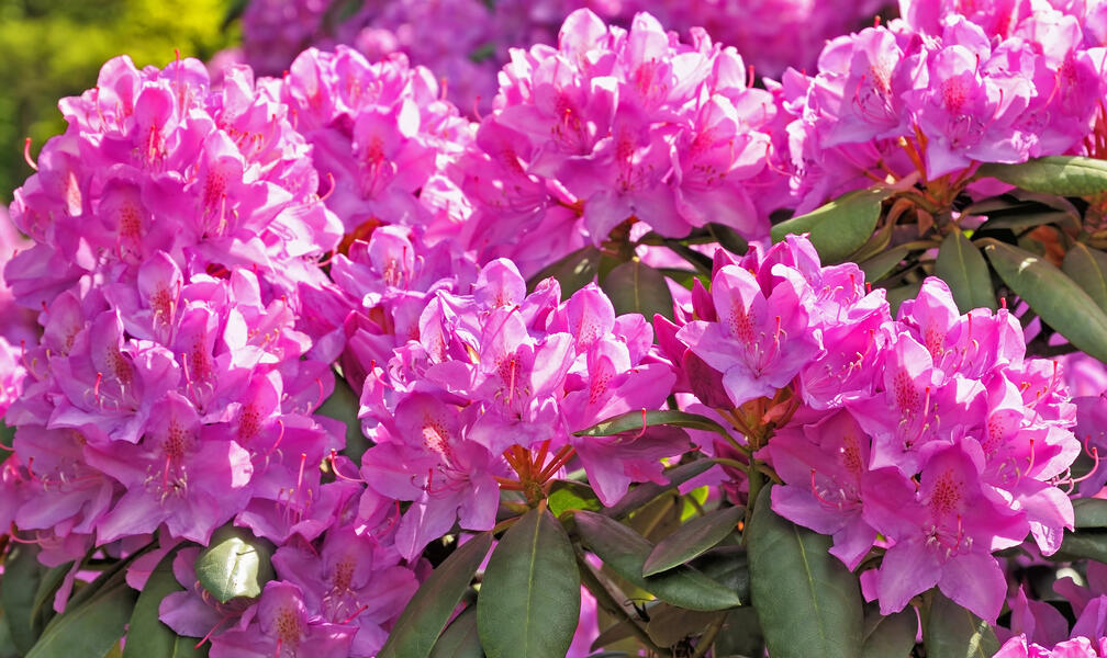 Top 5 Rhododendron Care Mistakes (And How to Fix Them)
