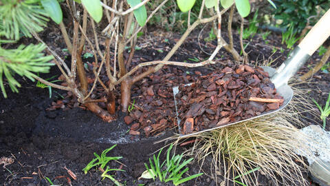 Top 5 Rhododendron Care Mistakes (And How to Fix Them)