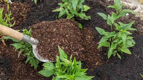 How to Increase the Humus Content of Your Garden Soil
