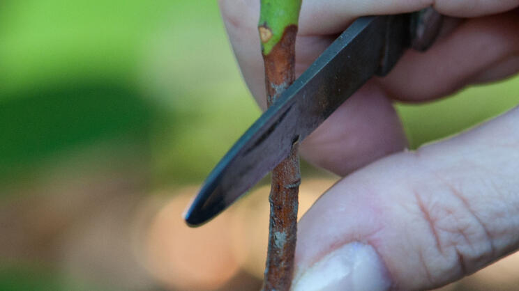 Propagating Rhododendrons by Layering