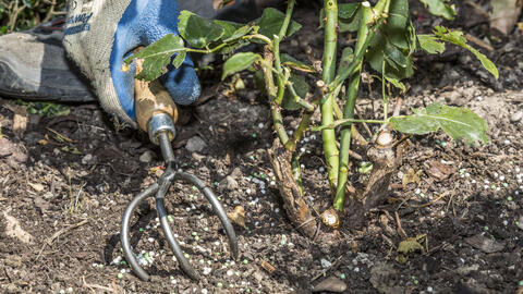 Rose Fertilizer: Which Products Are Suitable?