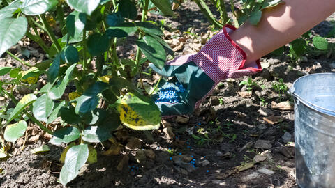Rose Fertilizer: Which Products Are Suitable?
