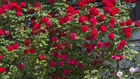 Rose Fertilizer: Which Products Are Suitable?