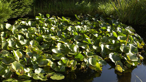 Your Pond Water Is Green? Here’s How to Keep It Clear