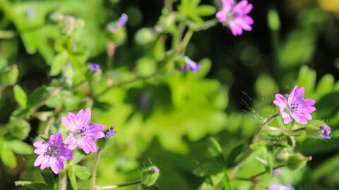 These 3 Flowering Perennials Are Real Insider Tips for April