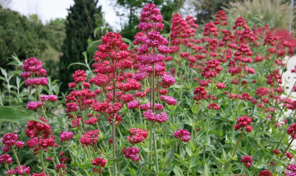 Top Long-Blooming Perennials for Stunning Flower Beds