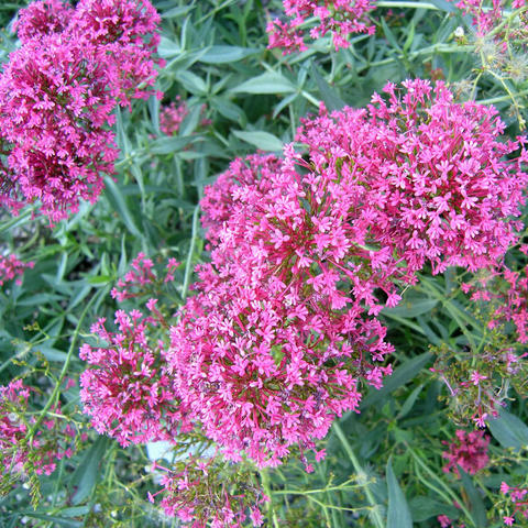 Top Long-Blooming Perennials for Stunning Flower Beds