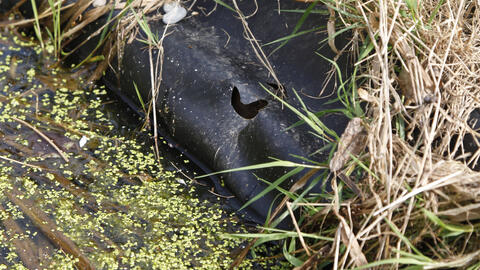 Your Pond Water Is Green? Here’s How to Keep It Clear