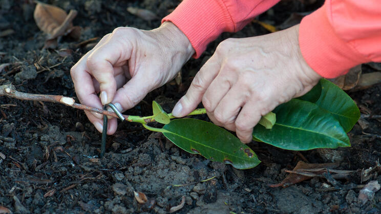 Propagating Rhododendrons by Layering