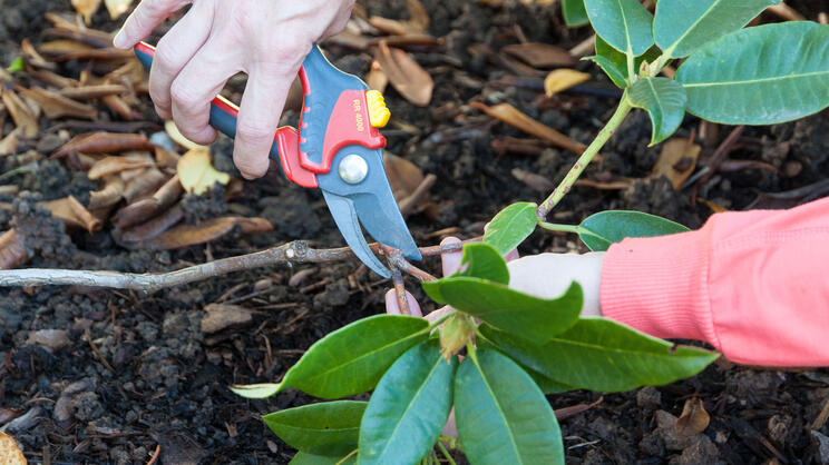 Propagating Rhododendrons by Layering