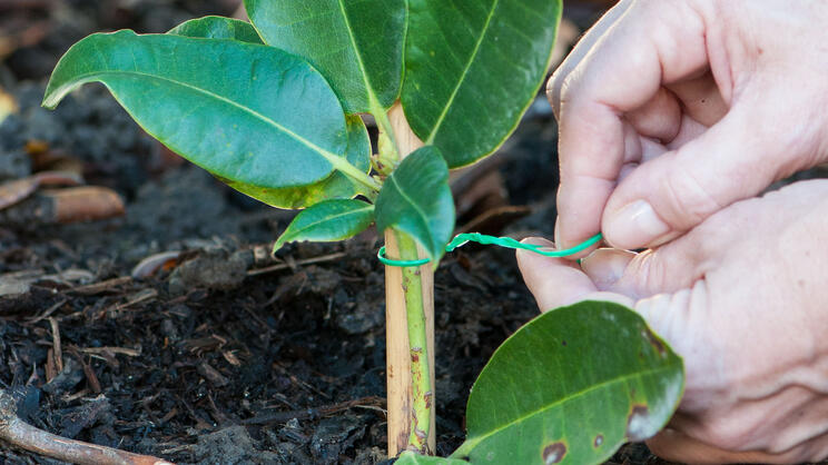 Propagating Rhododendrons by Layering