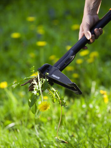 Removing Dandelions: The Best Tips