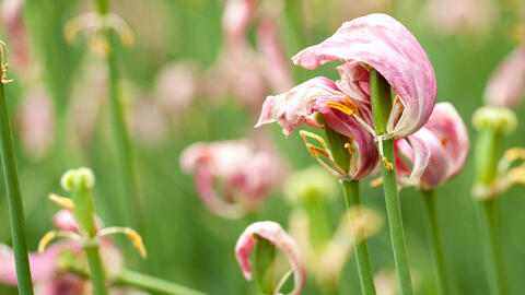 Cutting Back Faded Tulips: Yes or No?