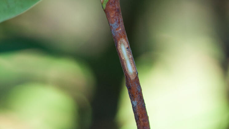 Propagating Rhododendrons by Layering