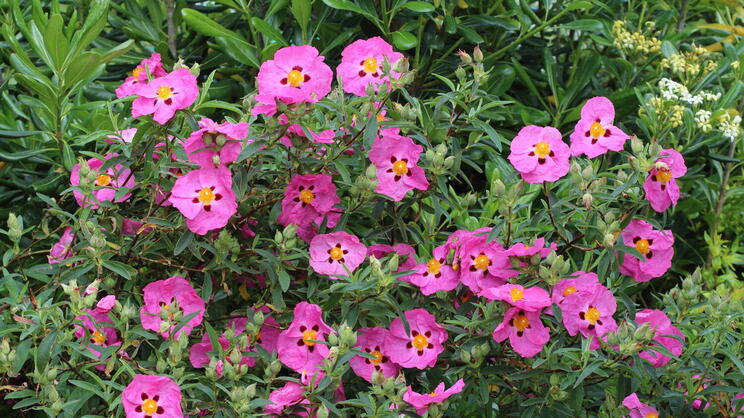 Cold-Hardy Exotics for the Garden