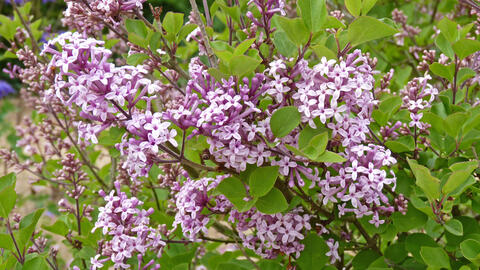 How to Propagate Lilacs Successfully
