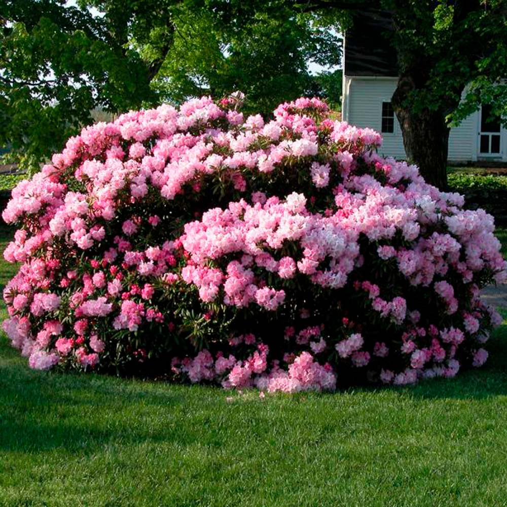 How I Bring Old Rhododendrons Back to Life — My Easy Guide to Pruning