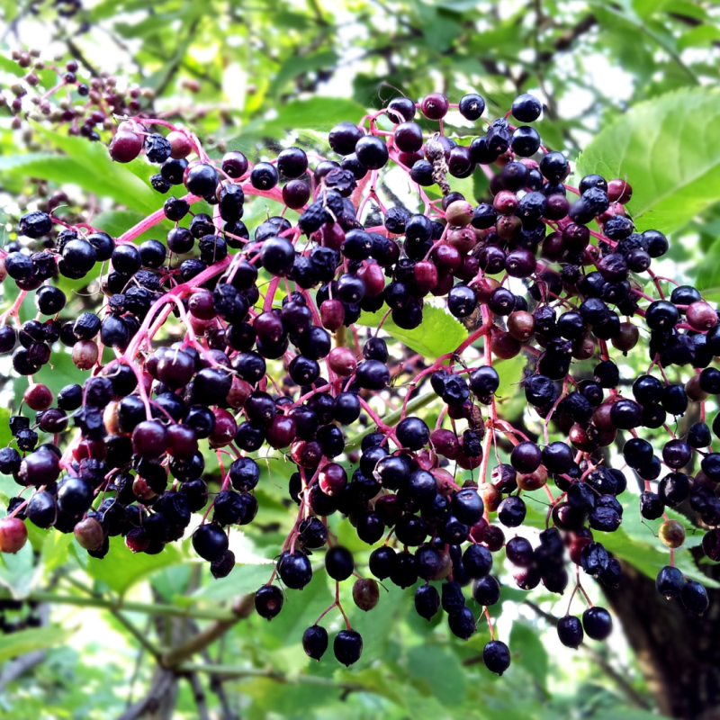 Propagating Elderberry: It’s Easier Than You Think