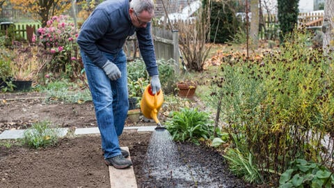 Propagating Elderberry: It’s Easier Than You Think