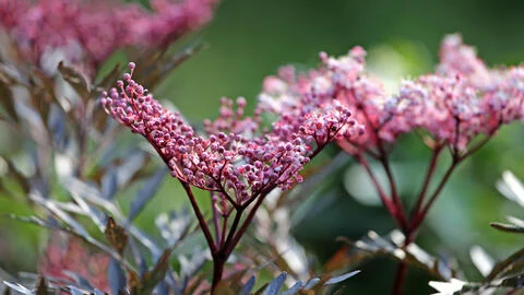 Propagating Elderberry: It’s Easier Than You Think