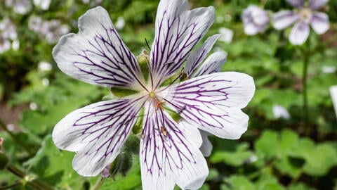 Cranesbill as Ground Cover: The Best Varieties