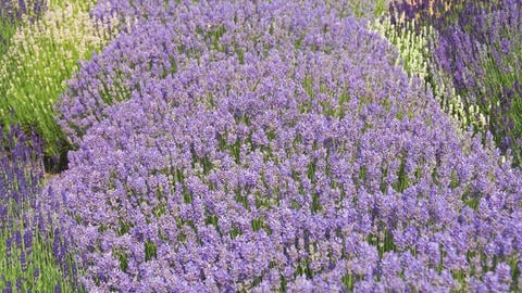 Lavender in Special Colors