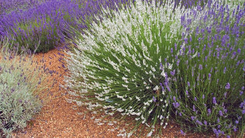 Lavender in Special Colors