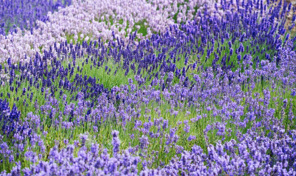 Lavender in Special Colors