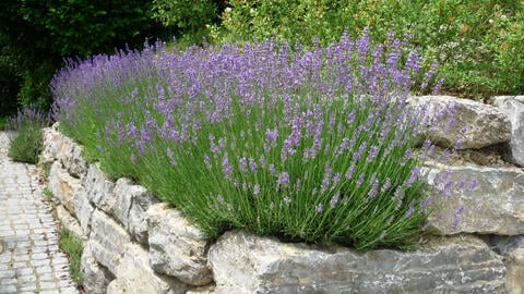 Can You Plant Lavender Next to Roses?