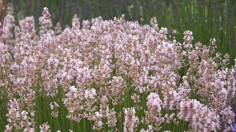 Lavender in Special Colors