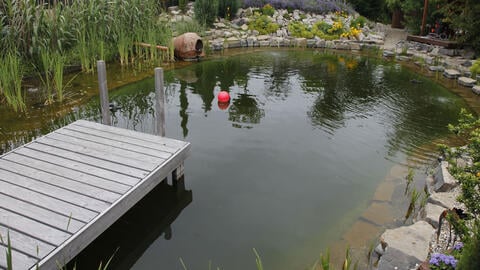 Everything You Need to Know About Natural Pools: Design, Care & Costs
