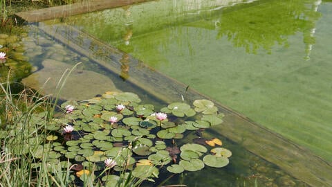 Everything You Need to Know About Natural Pools: Design, Care & Costs