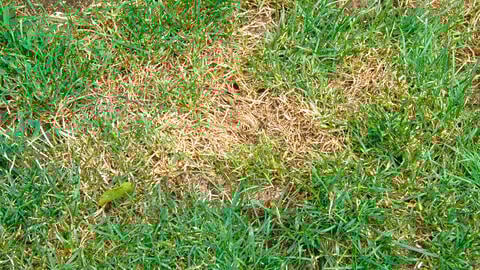 How to Stop Dog Urine from Damaging Your Lawn: Prevent Yellow Spots Easily