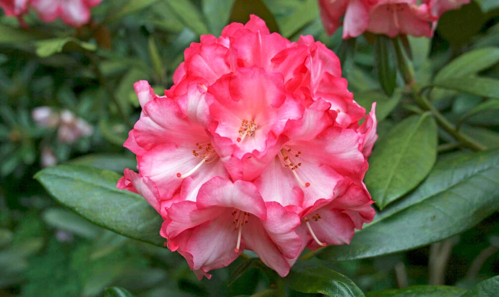 Why Your Plants Won’t Bloom: 8 Common Reasons and How to Fix Them